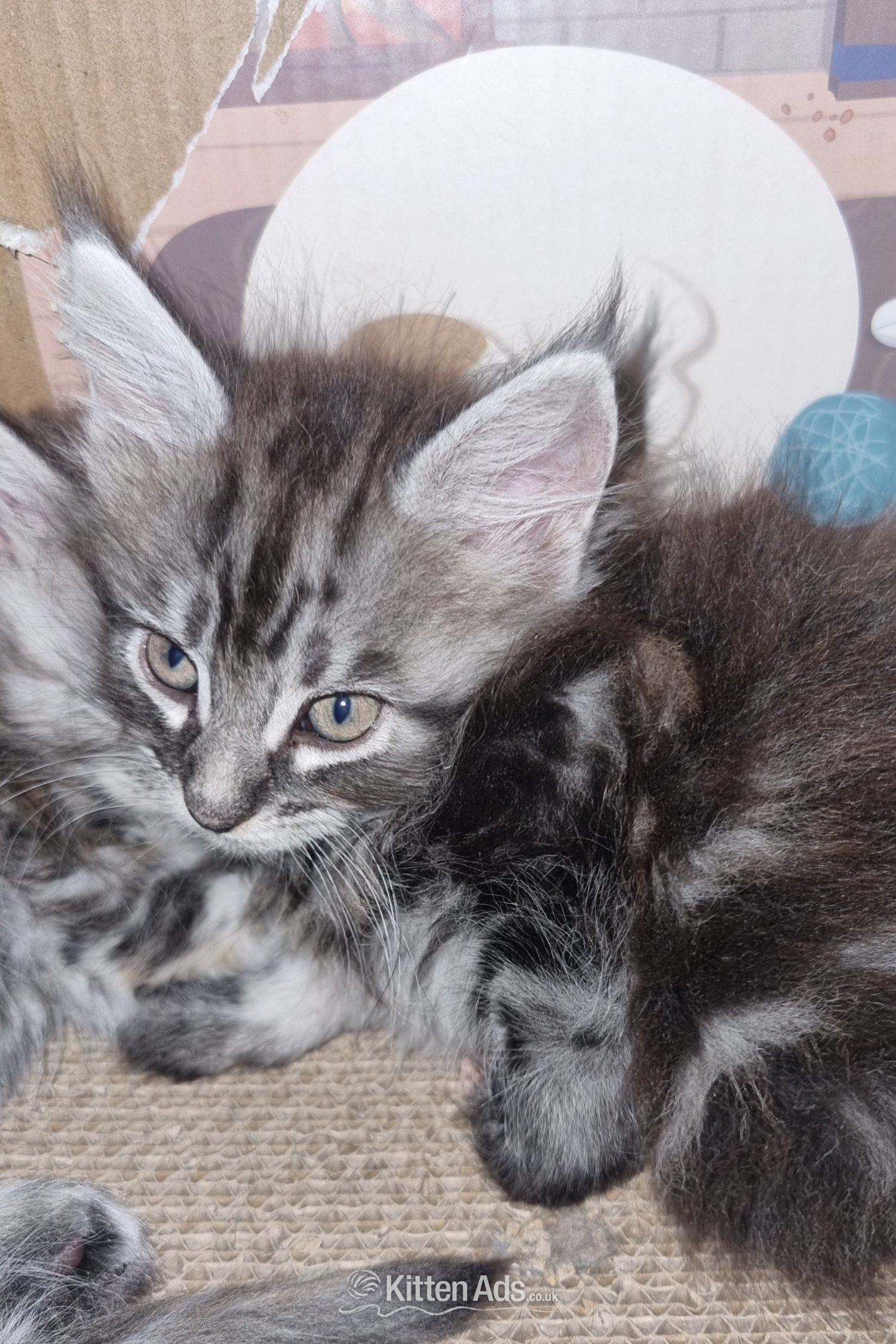 Beautiful GCCF registered maine coon kittens  - Maine Coon