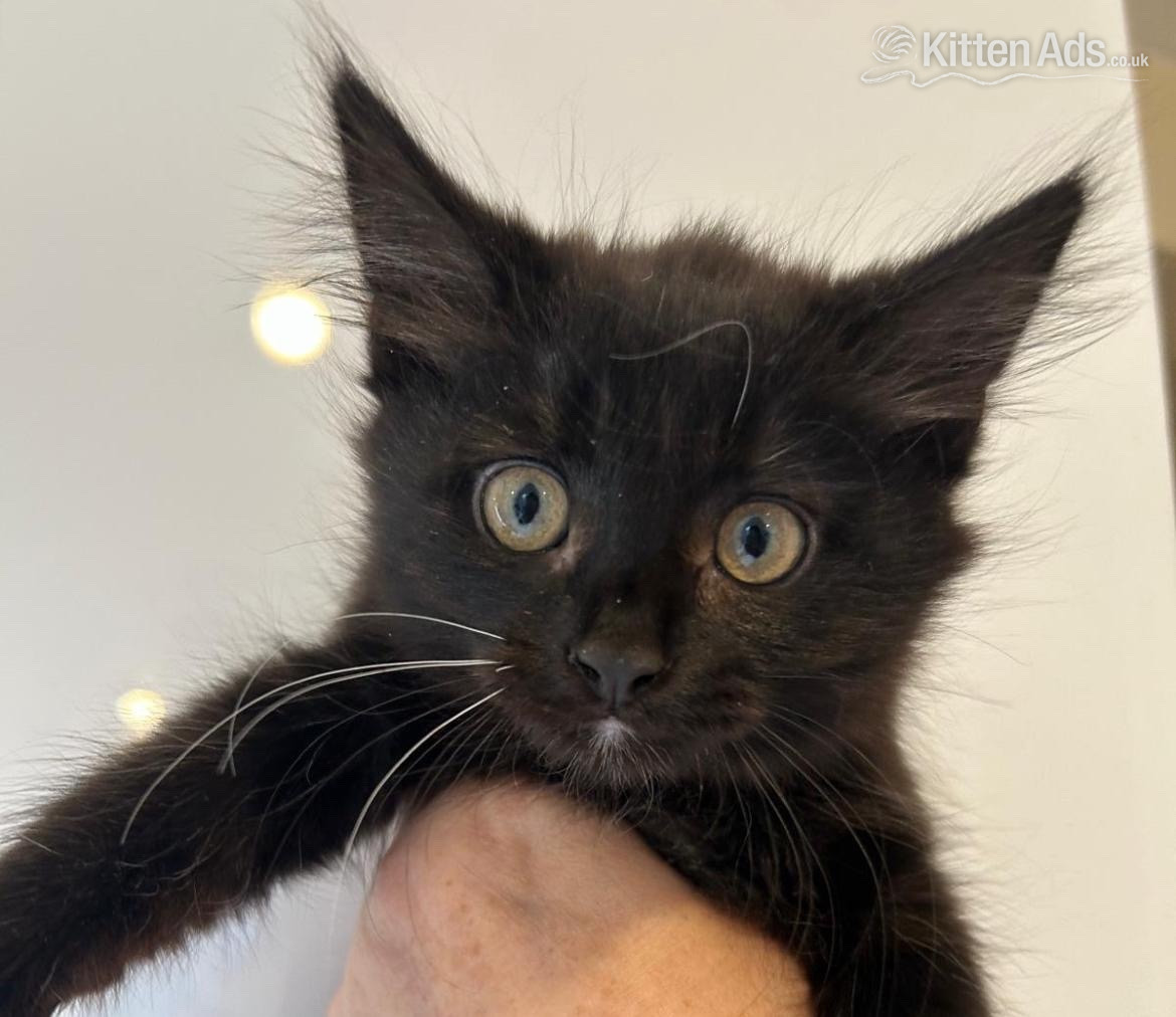 Other Breed Cats and Kittens