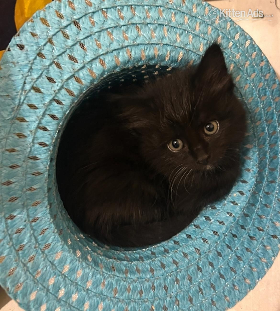 Other Breed - Gorgeous kittens for sale