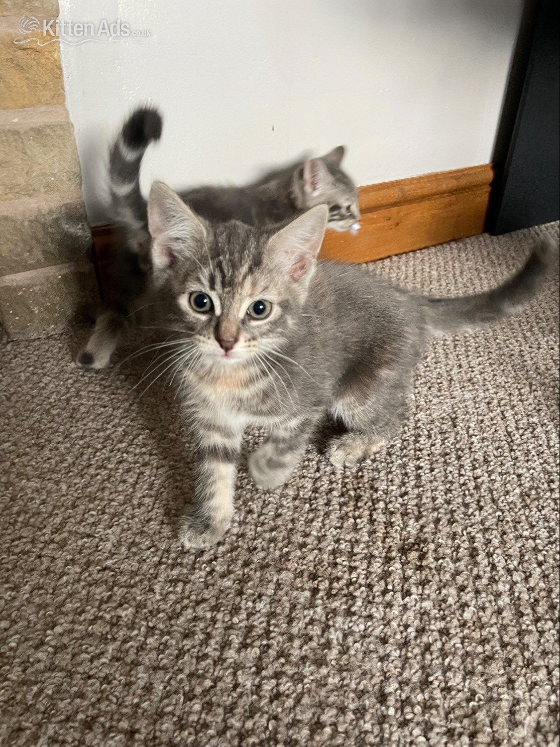  1 female Kitten - Kittens Wanted