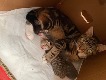  Two female Kittens 
