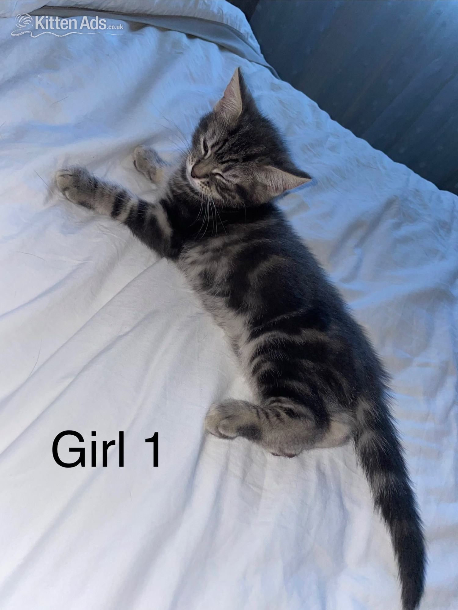 Kittens Wanted