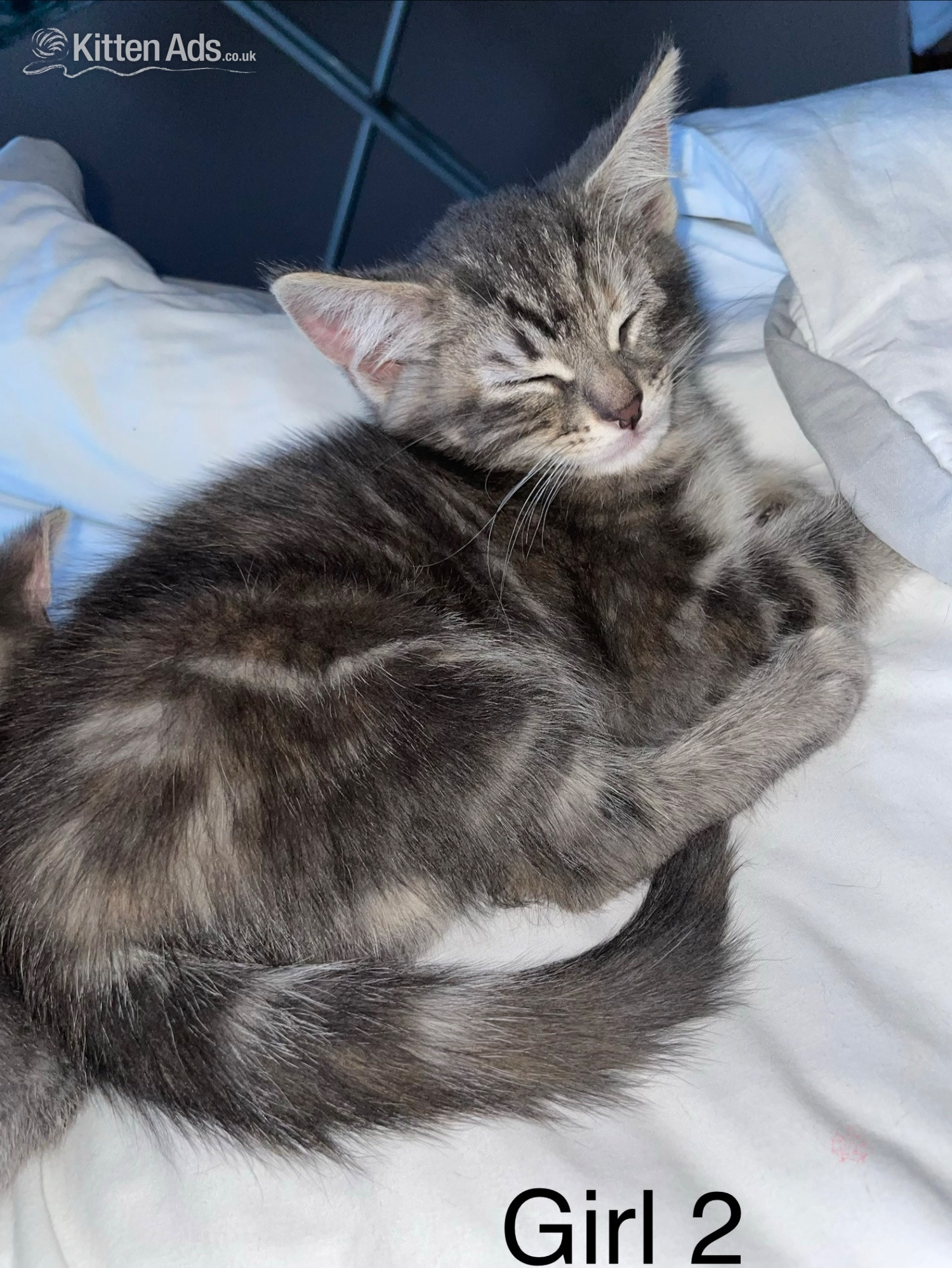 Kittens Wanted Cats and Kittens