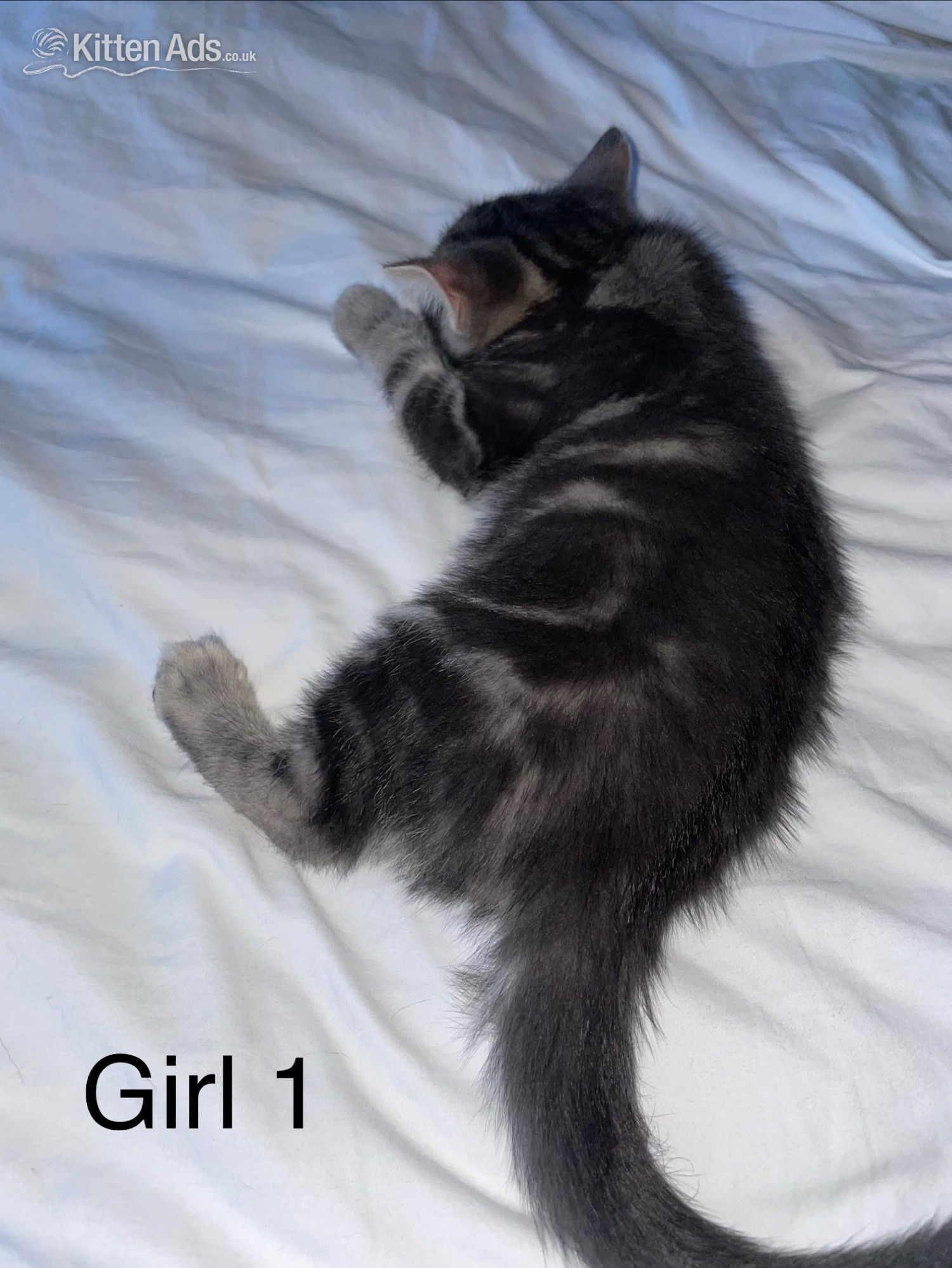 Kittens Wanted -  Two female Kittens 