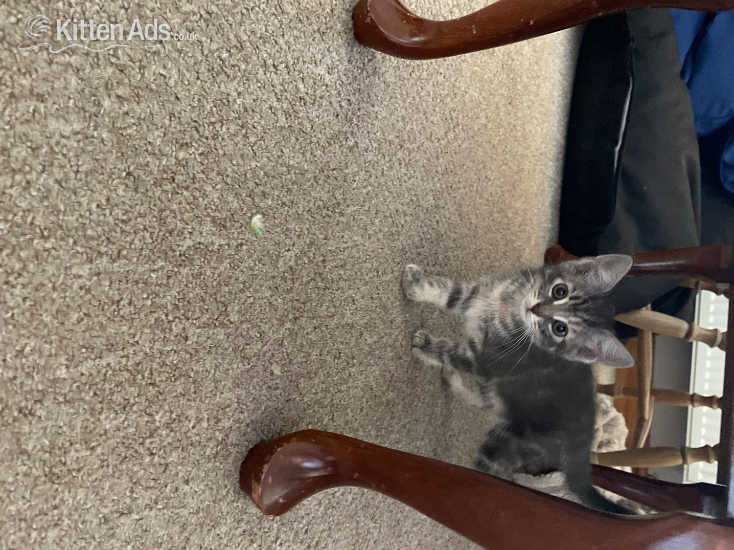  Two female Kittens  - Kittens Wanted
