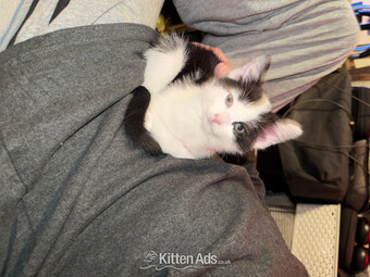 3 beautiful kittens ready 15th June 