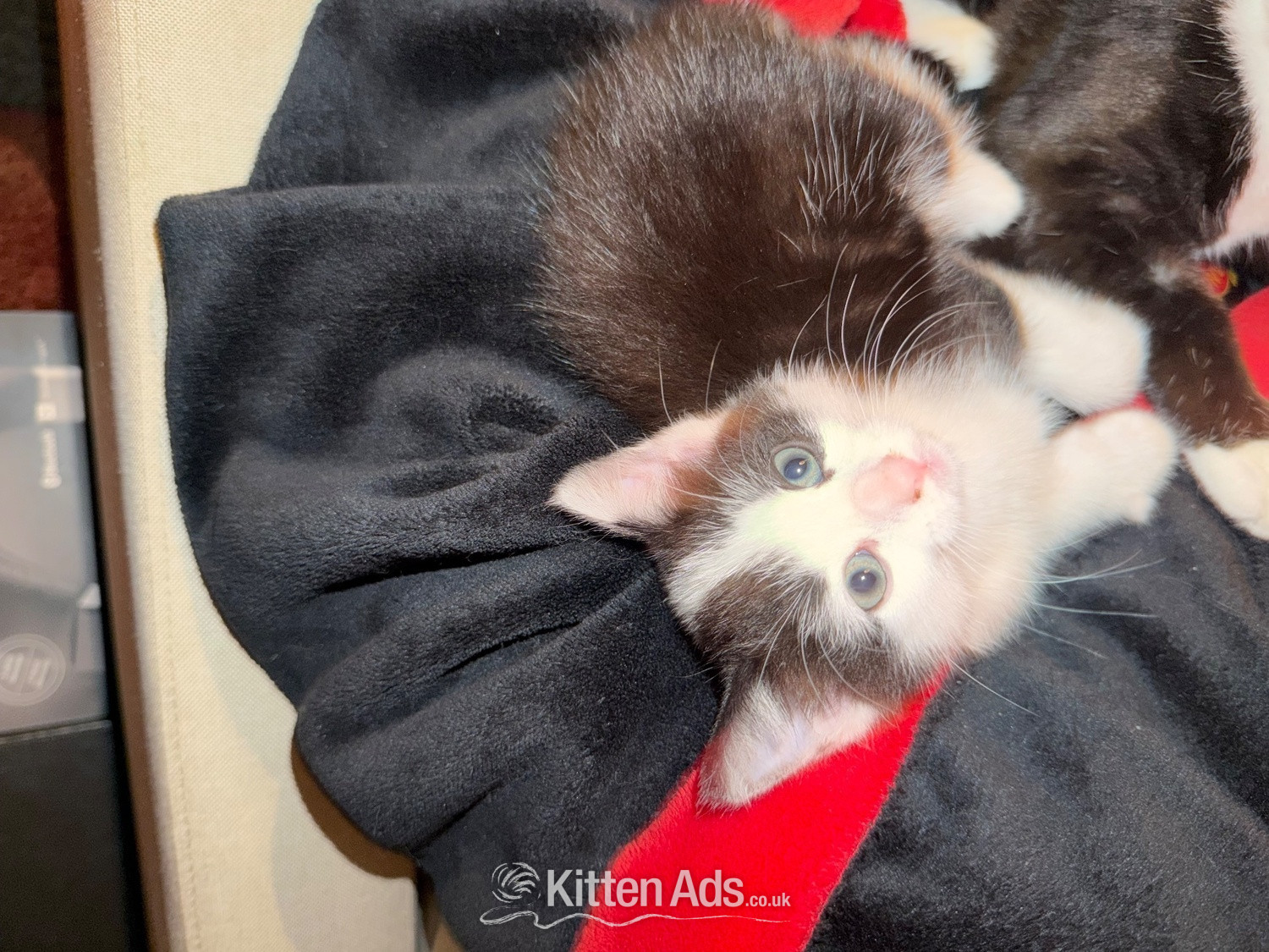 3 beautiful kittens ready 15th June  in {LOCATION}