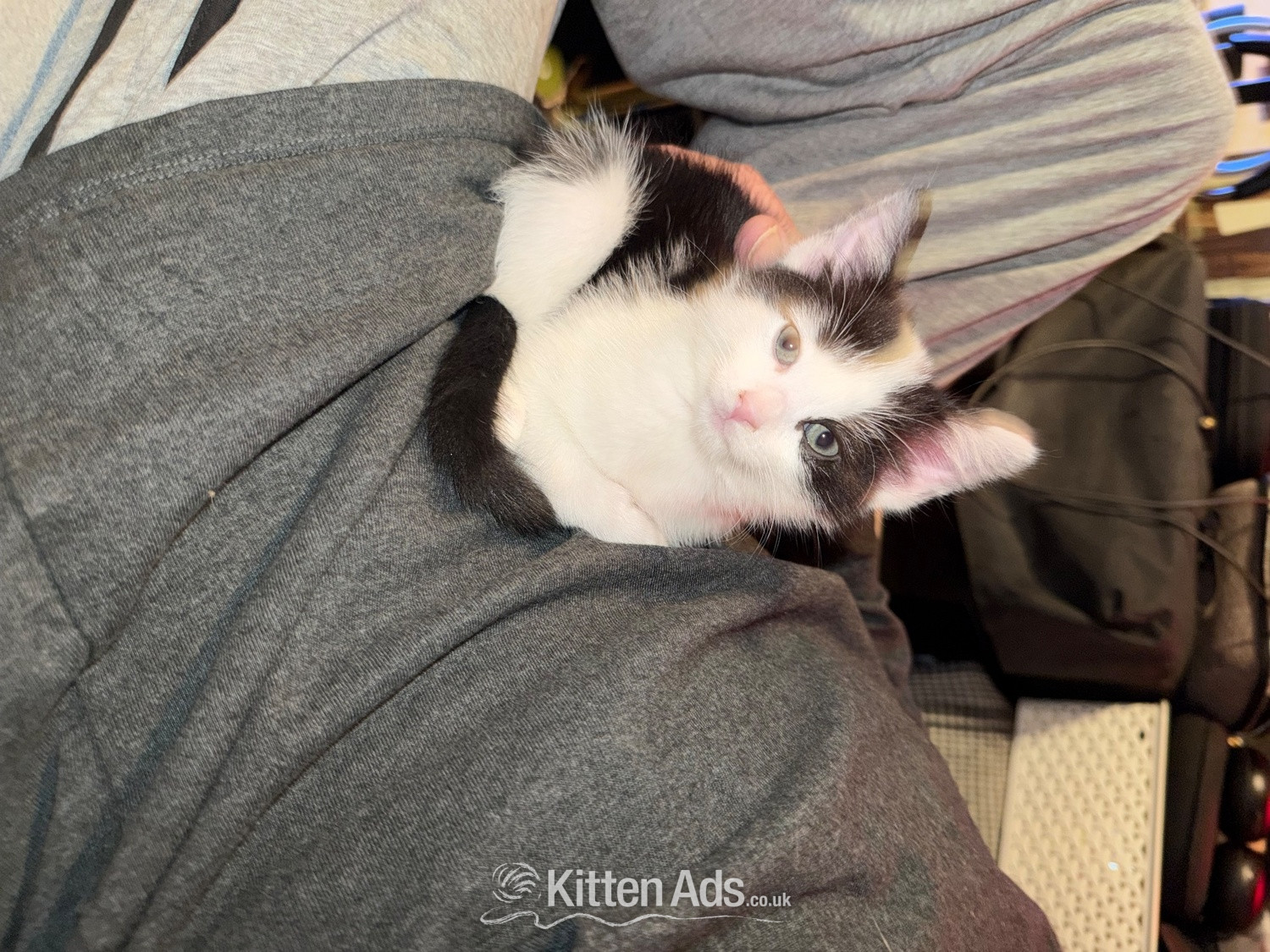 Other Breed Cats and Kittens