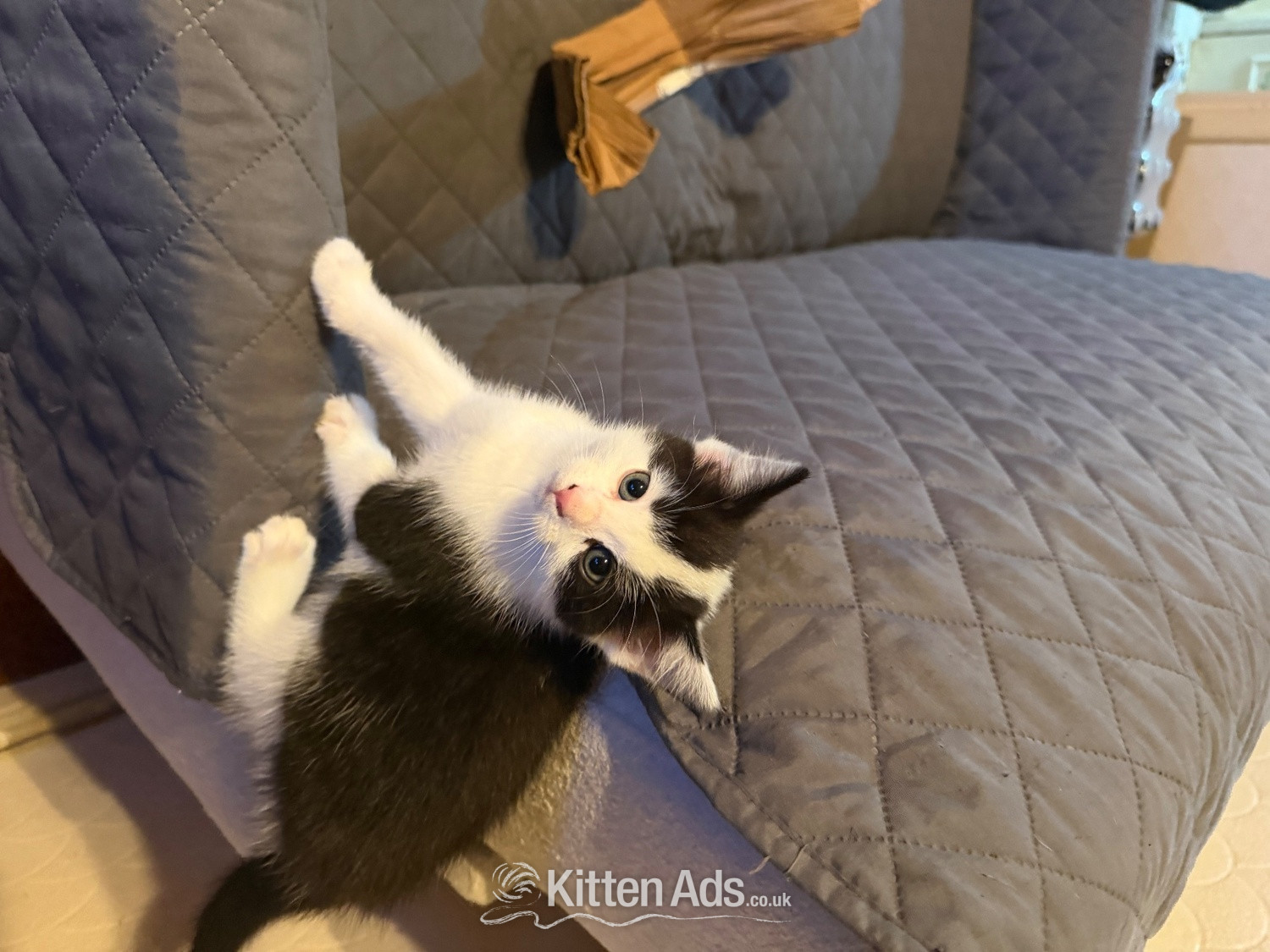 Other Breed - 3 beautiful kittens ready 15th June 