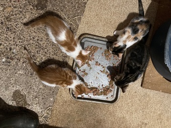 4 playful kittens for sale