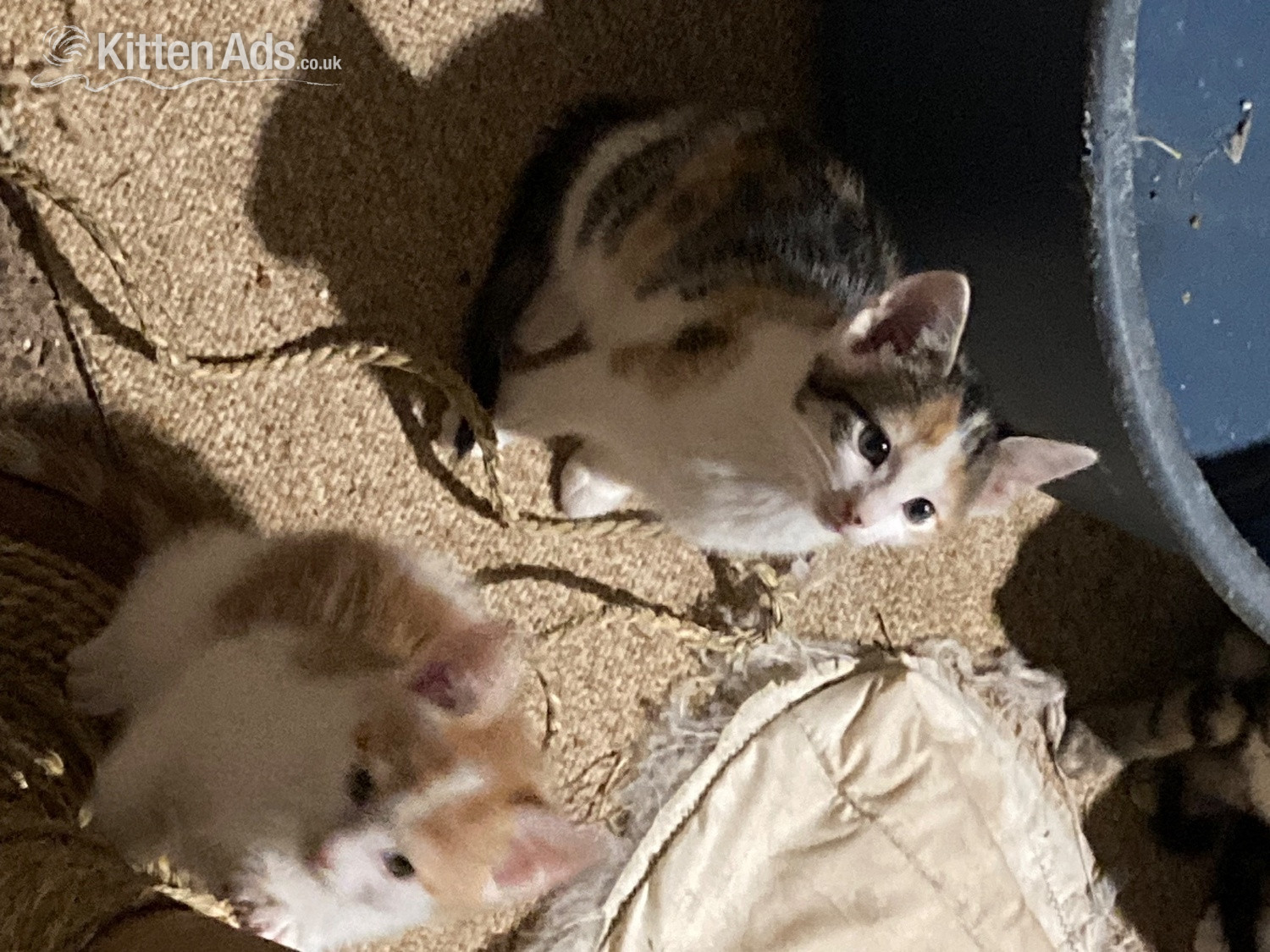 Other Breed Cats and Kittens