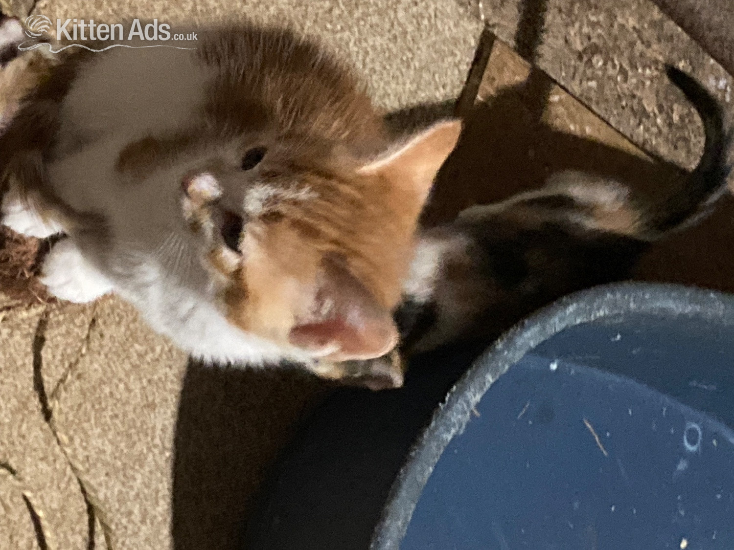 Other Breed - 4 playful kittens for sale