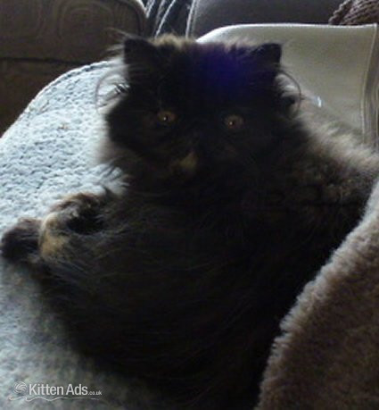 GCCF Registered Female Persian Kitten in {LOCATION}