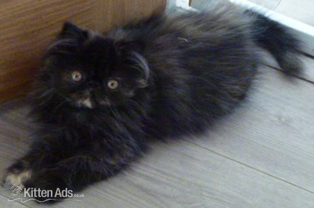 Persian