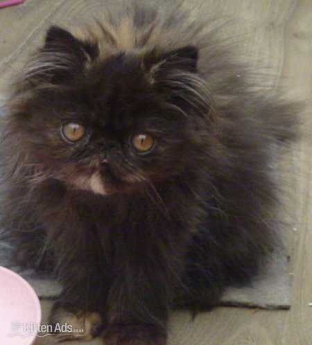 Persian Cats and Kittens