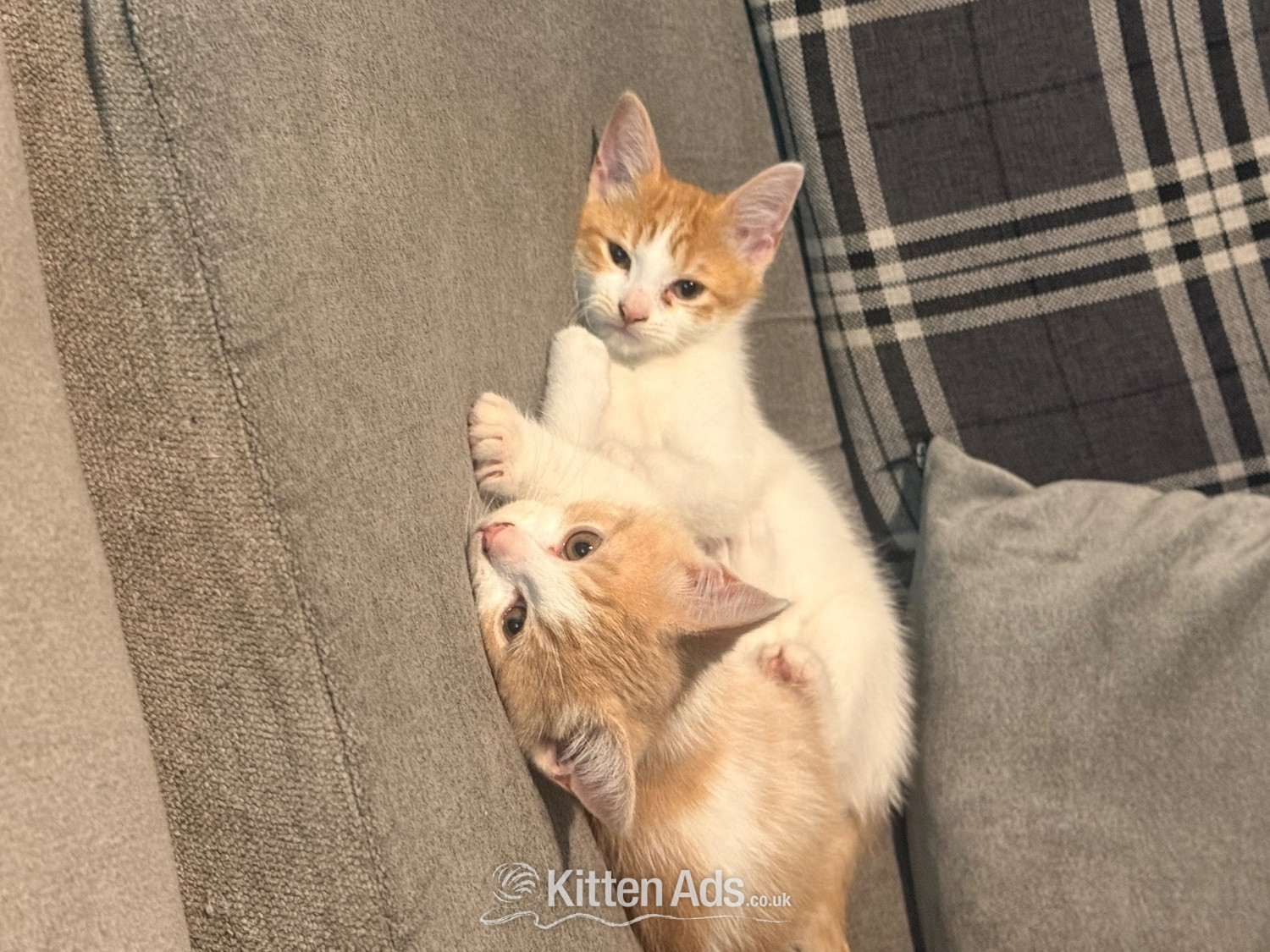 Mixed breed kittens ragdoll x shorthair  in {LOCATION}