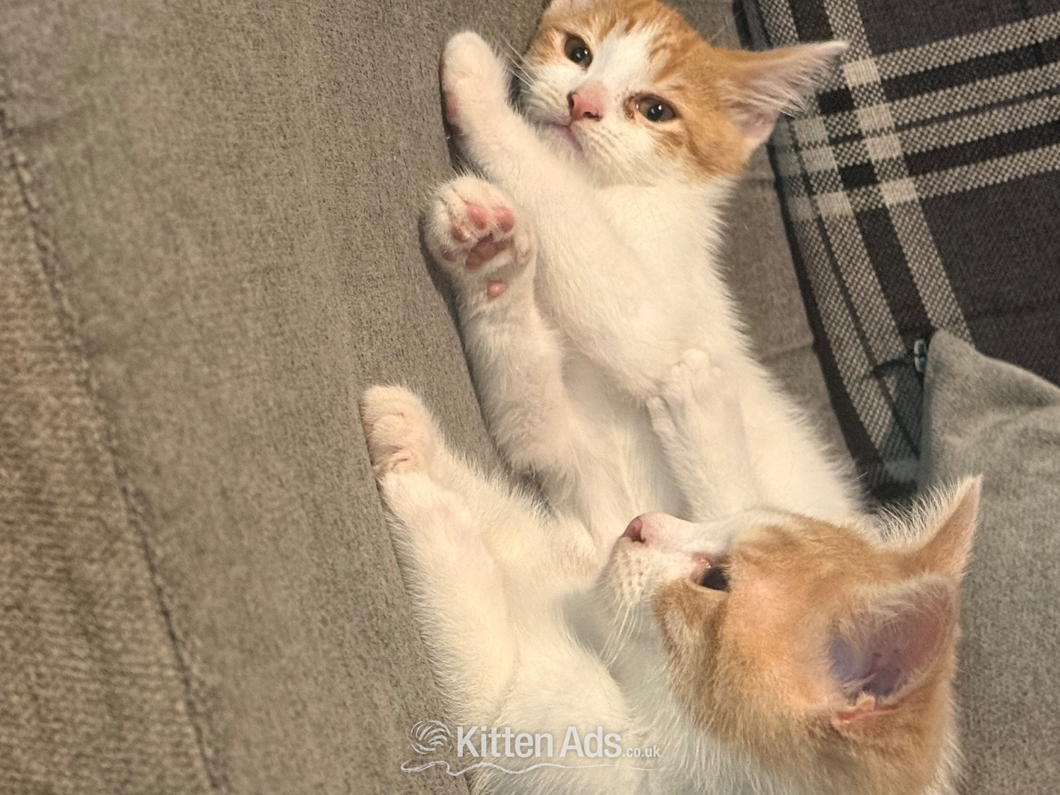 Other Breed Cats and Kittens