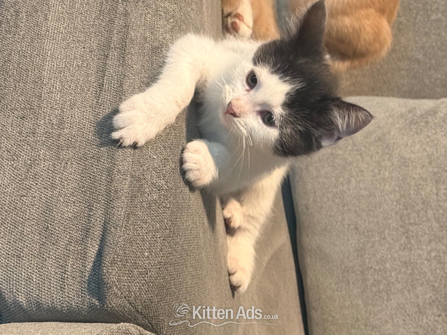 Other Breed - Mixed breed kittens ragdoll x shorthair 