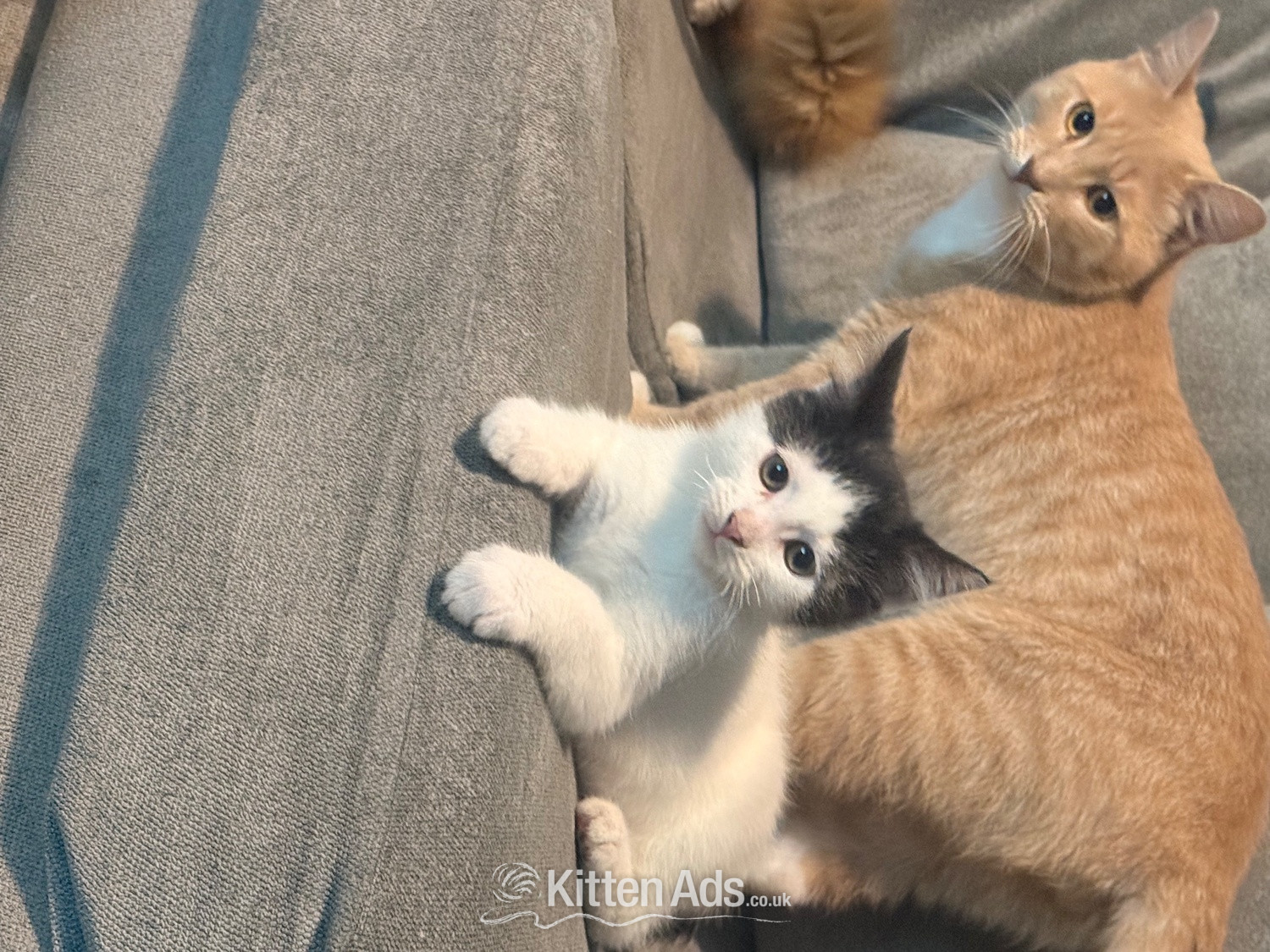 Mixed breed kittens ragdoll x shorthair  - Other Breed