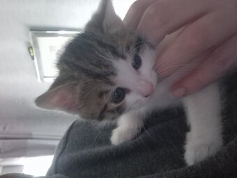 Beautiful tabby white kittens and black and white with tabby mark