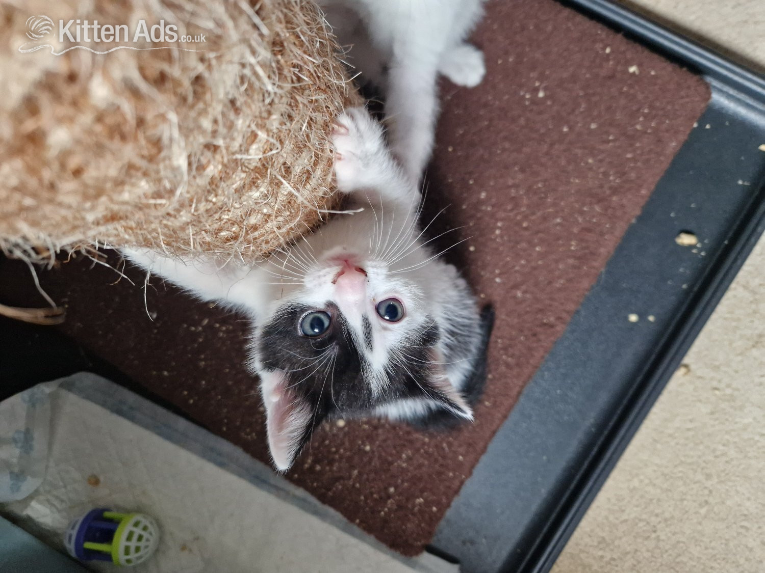 British Shorthair - Beautiful tabby white kittens and black and white with tabby mark