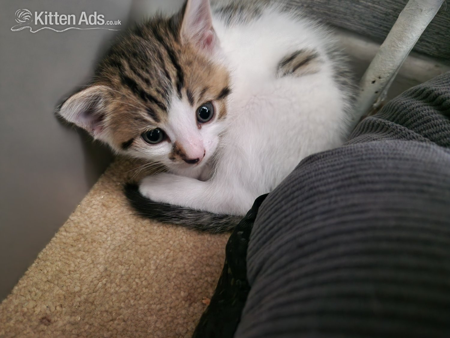 Beautiful tabby white kittens and black and white with tabby mark - British Shorthair