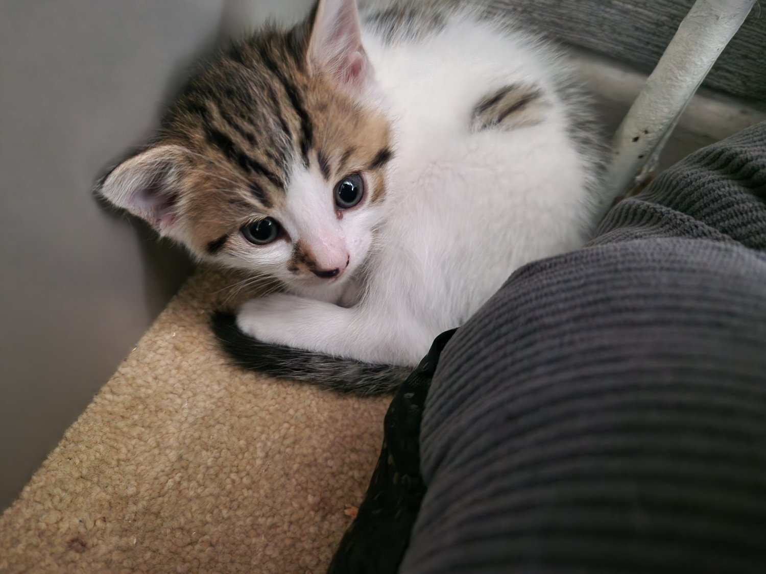 Beautiful tabby white kittens and black and white with tabby mark - British Shorthair
