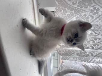 BEAUTIFUL British Shorthair Kittens!