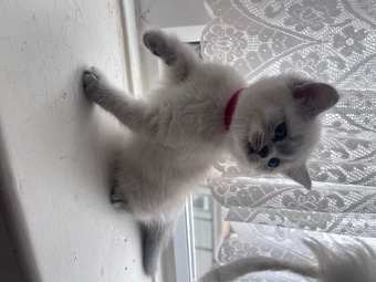 BEAUTIFUL British Shorthair Kittens!