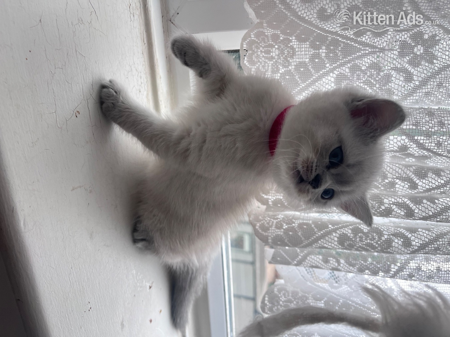 BEAUTIFUL British Shorthair Kittens! in {LOCATION}