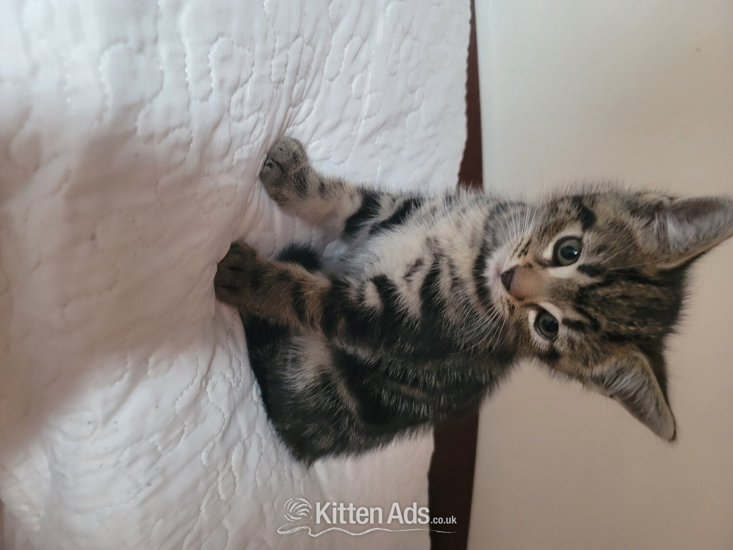 British Shorthair Cats and Kittens