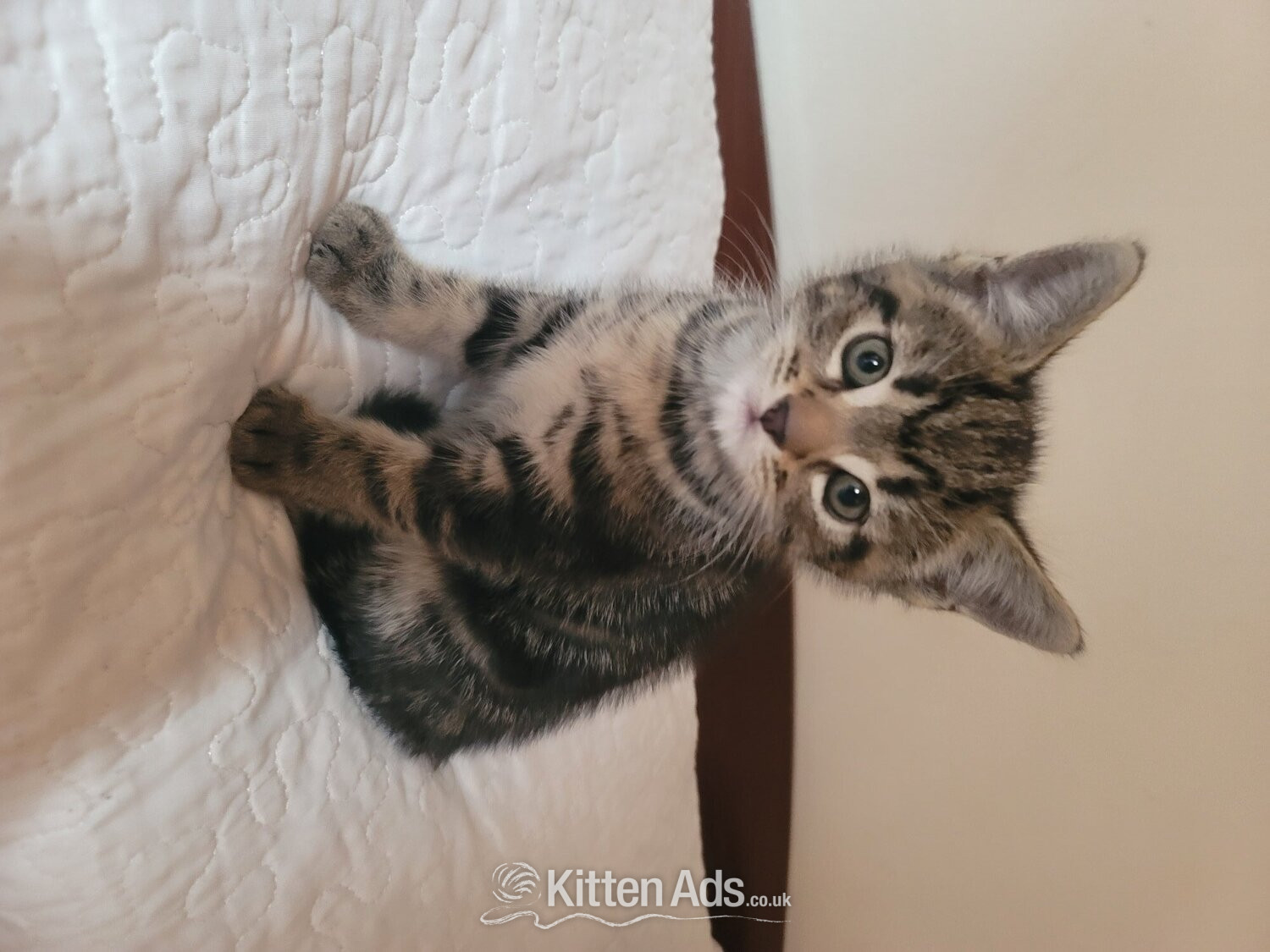 British Shorthair - Male kittens need new home 