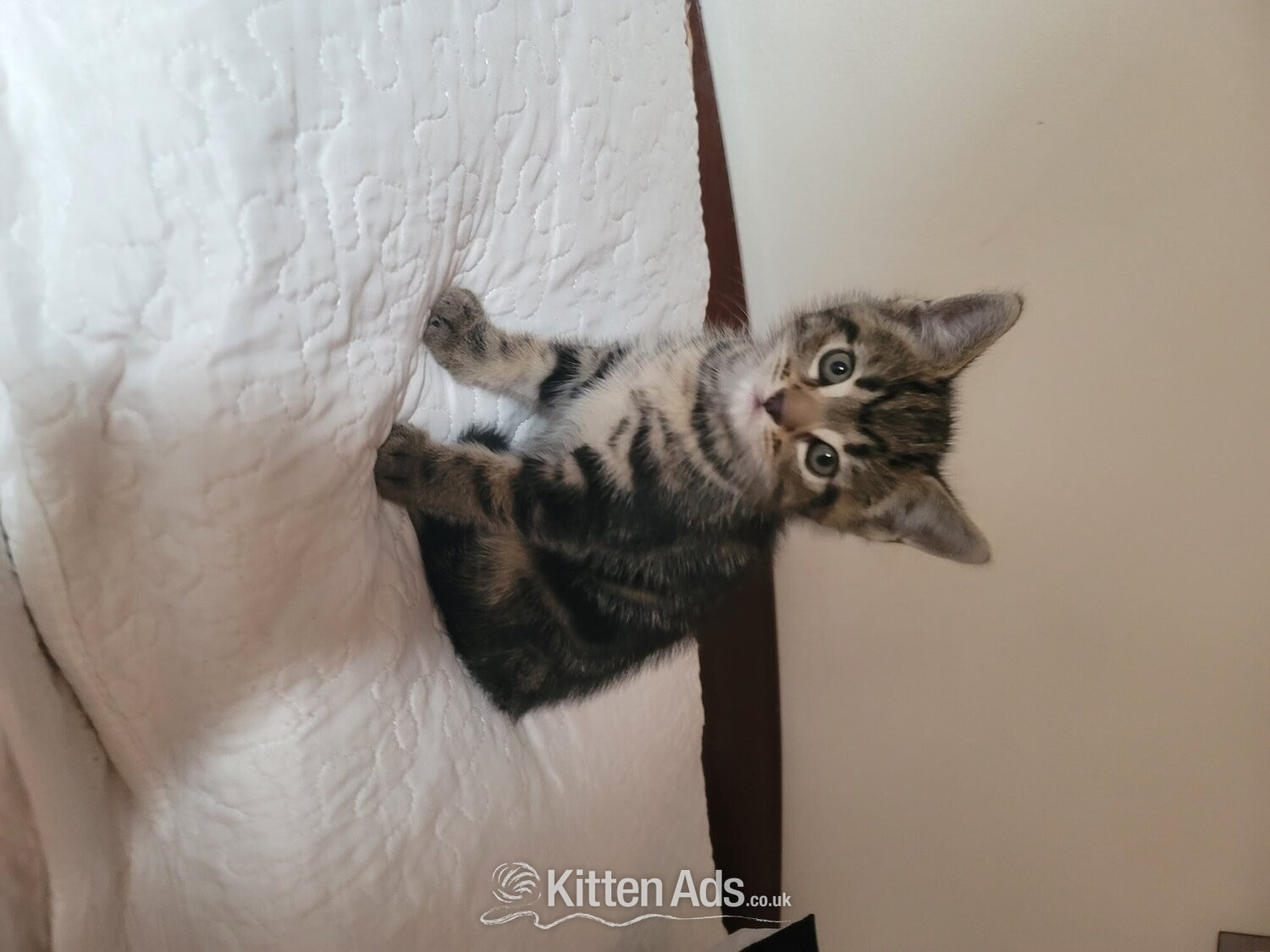 Male kittens need new home  - British Shorthair