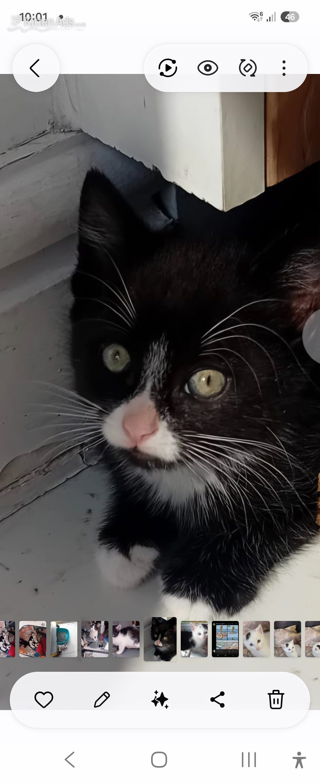 Beautiful rambunctious 10 week old kittens looking to find homes in {LOCATION}