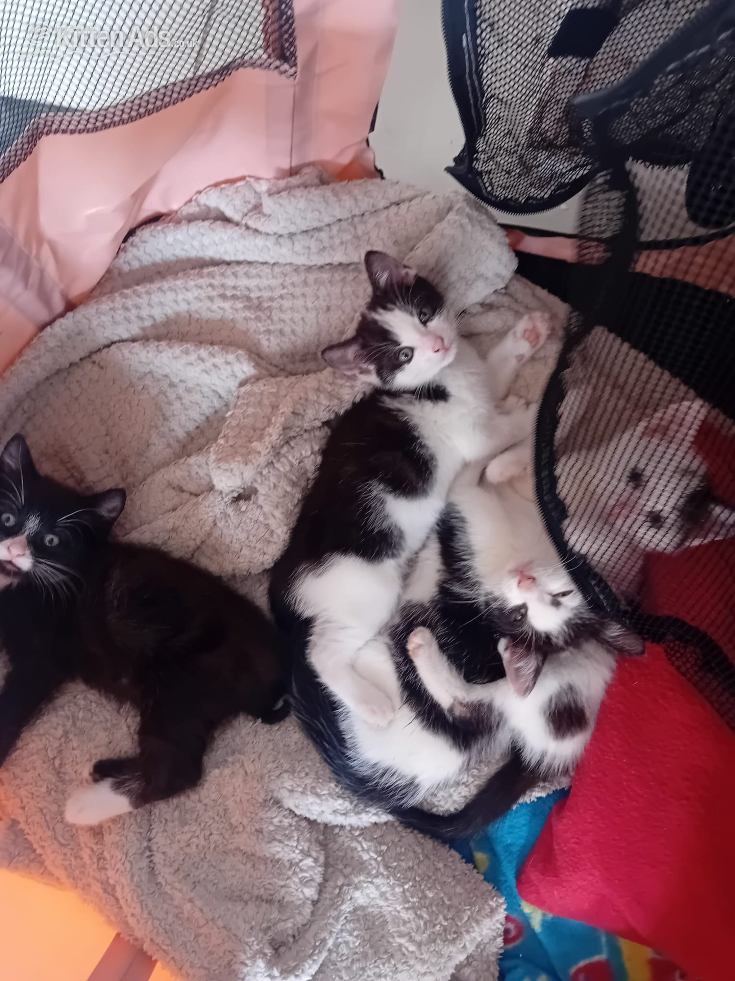 Other Breed - Beautiful rambunctious 10 week old kittens looking to find homes
