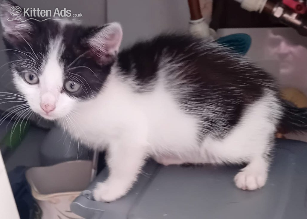 Beautiful rambunctious 10 week old kittens looking to find homes - Other Breed