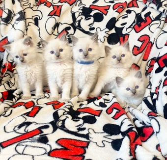 Ragdoll kittens ready 22nd sep