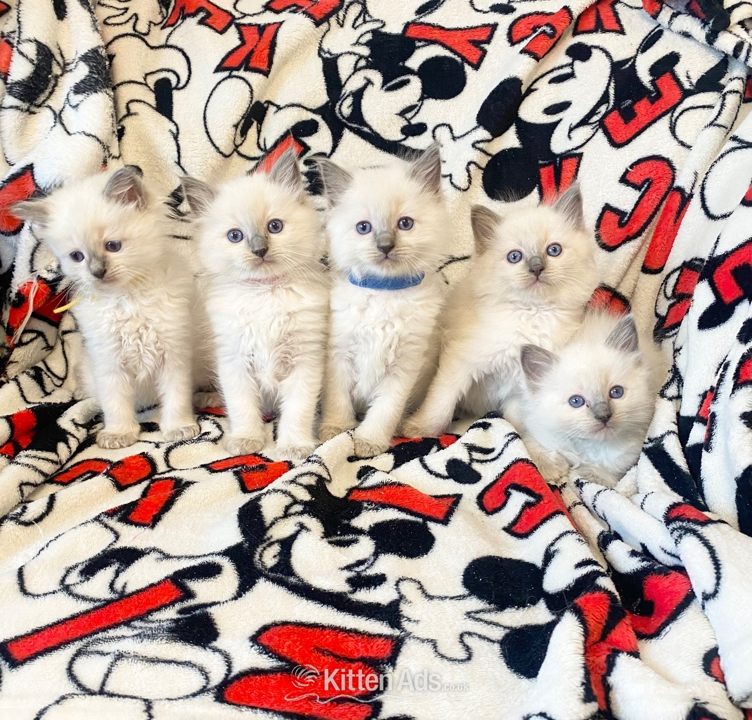 Ragdoll kittens ready 22nd sep in {LOCATION}