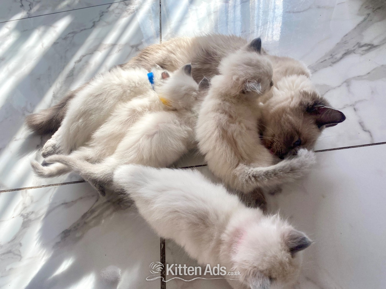 Ragdoll