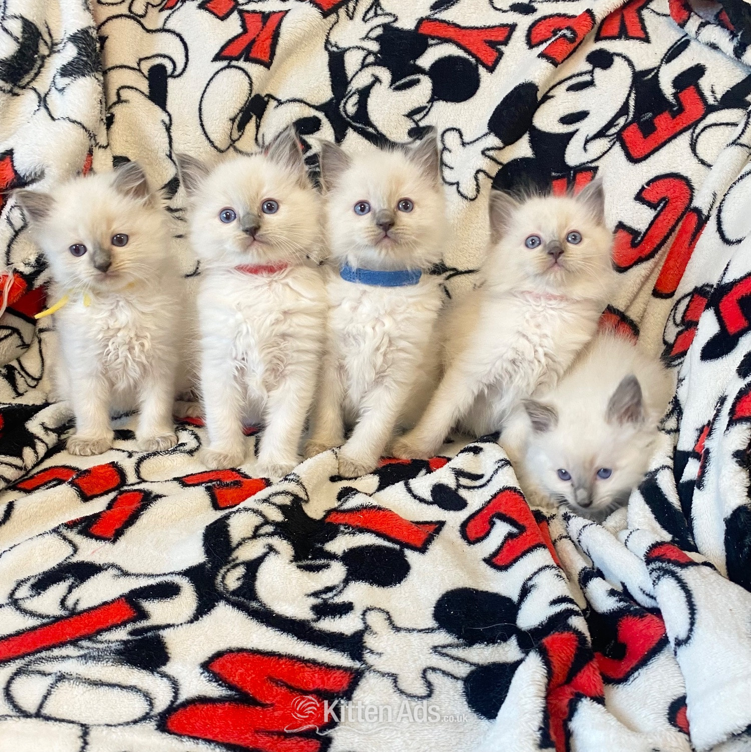 Ragdoll Cats and Kittens