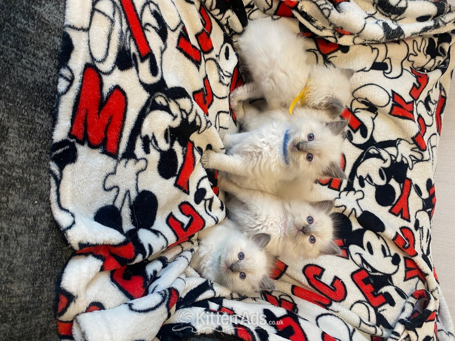 Ragdoll - Ragdoll kittens ready 22nd sep