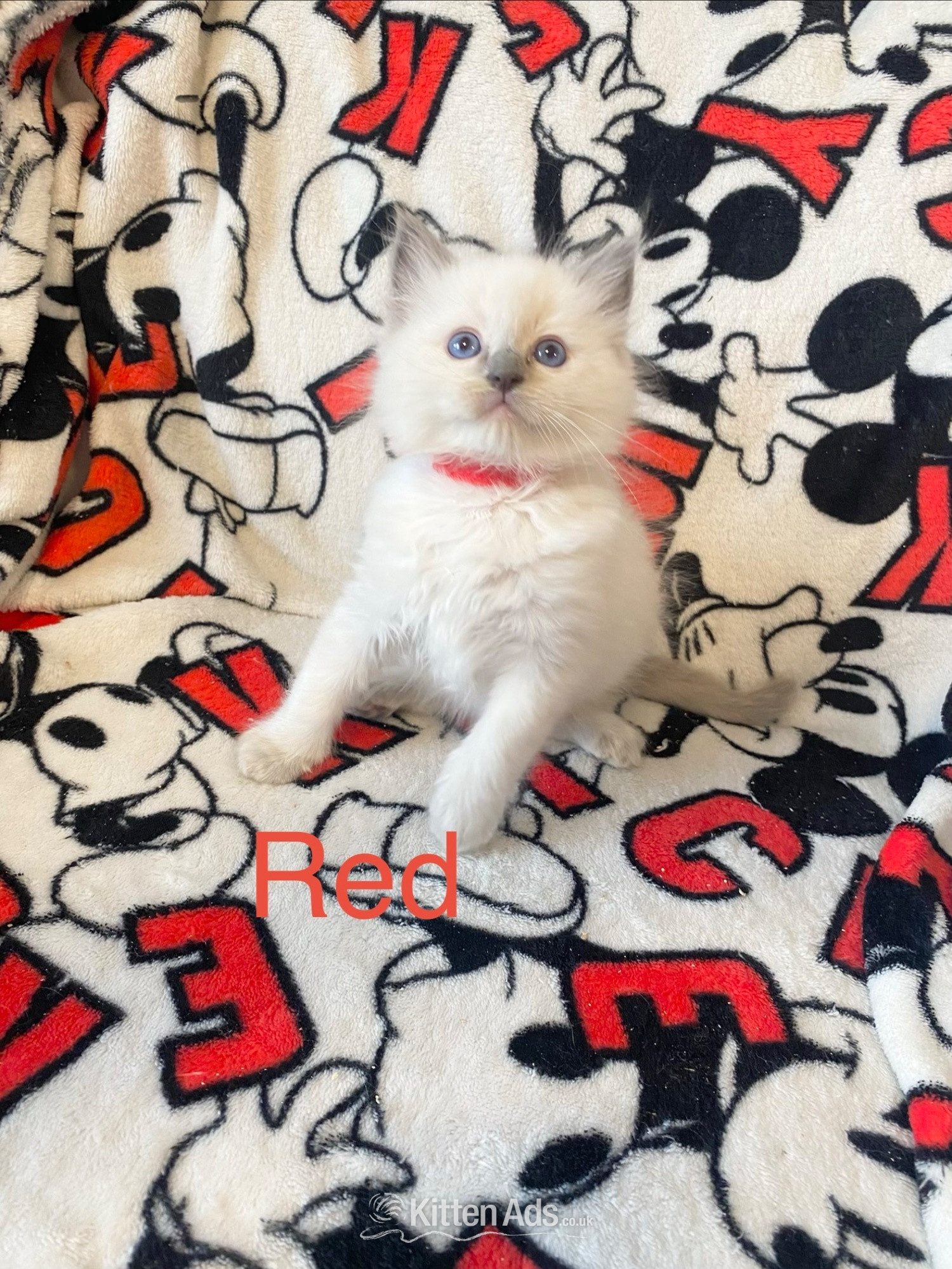 Ragdoll kittens ready 22nd sep - Ragdoll