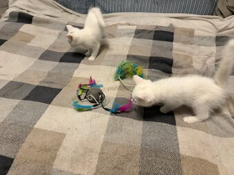Adorable White Ragdoll Cross Kittens For Sale