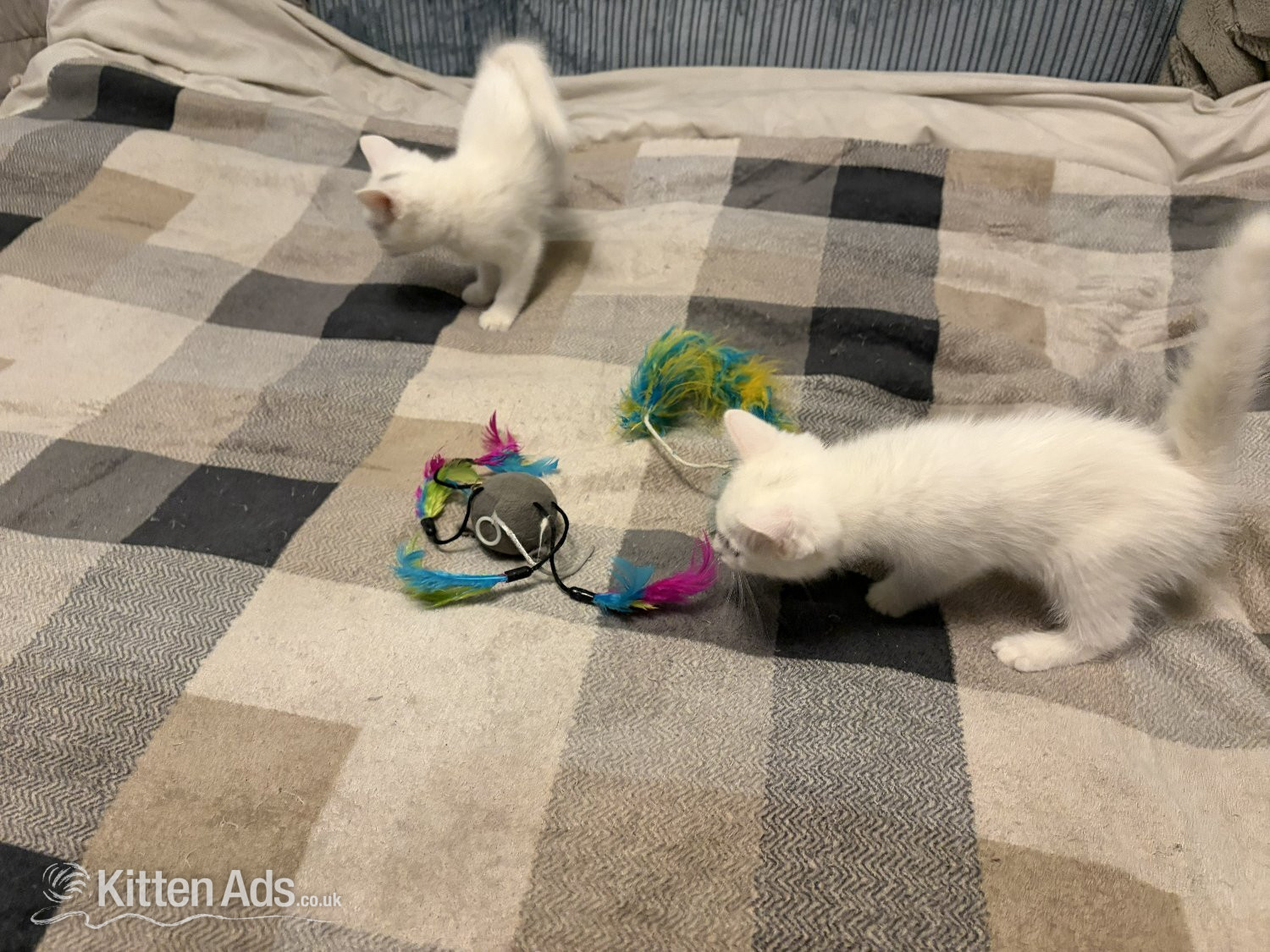 Adorable White Ragdoll Cross Kittens For Sale in {LOCATION}