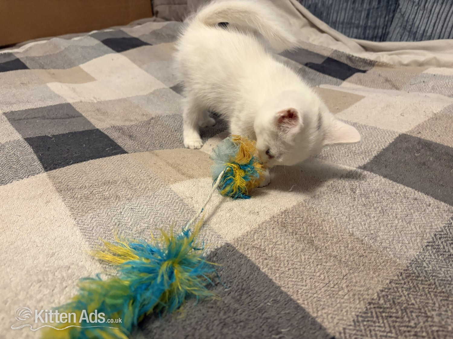 Other Breed Cats and Kittens