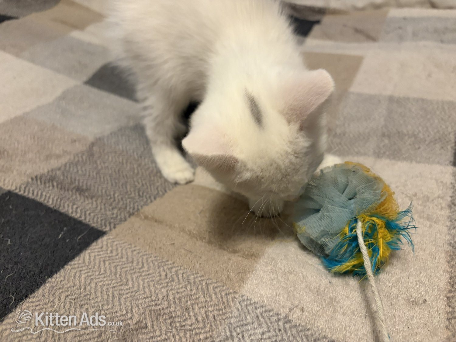 Other Breed - Adorable White Ragdoll Cross Kittens For Sale