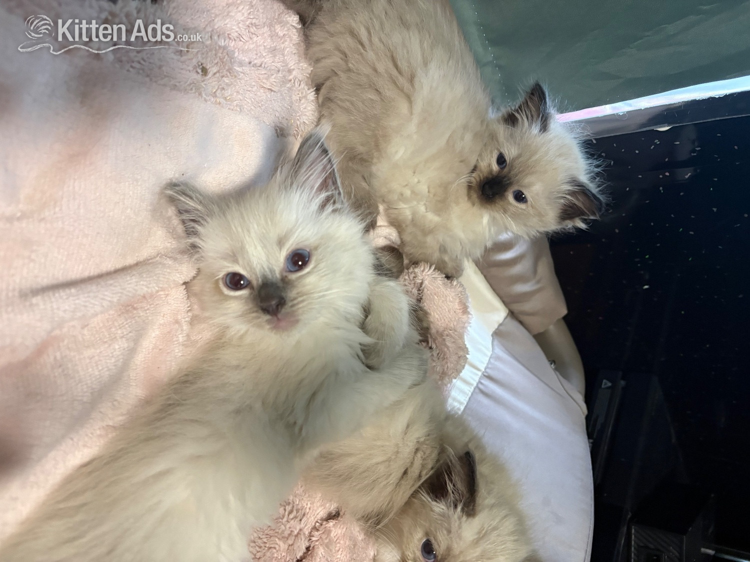 Beautiful ragdoll kittens ready now in {LOCATION}