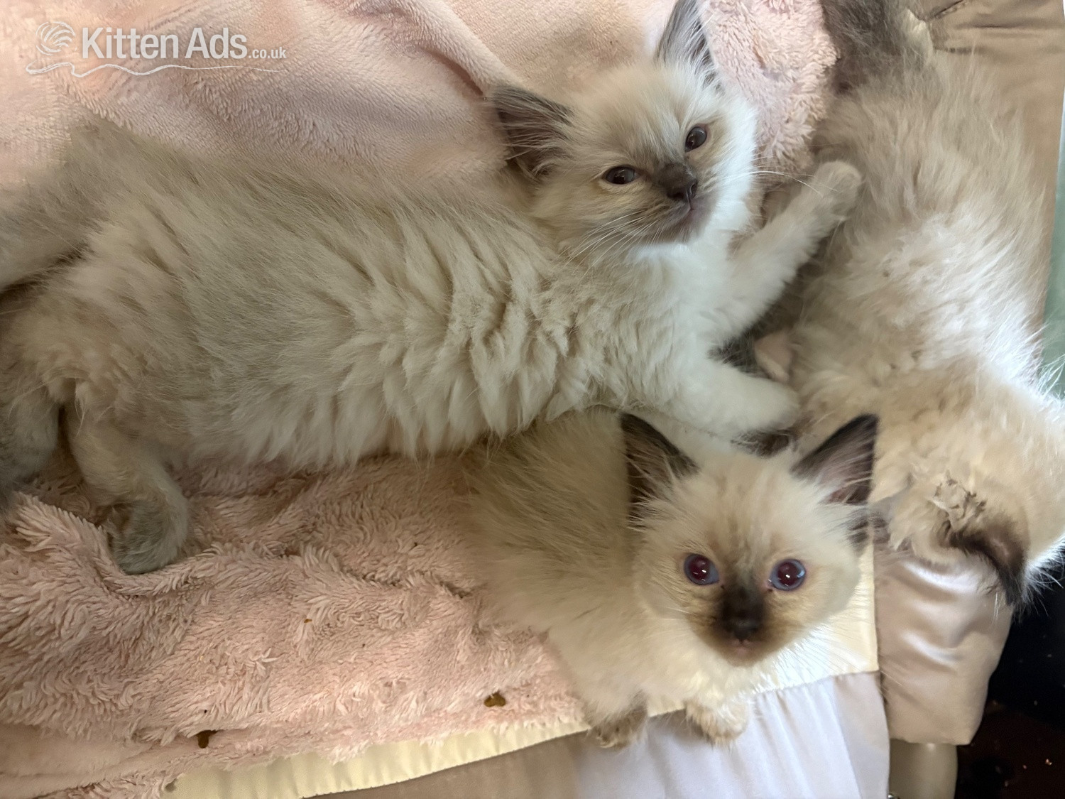 Ragdoll