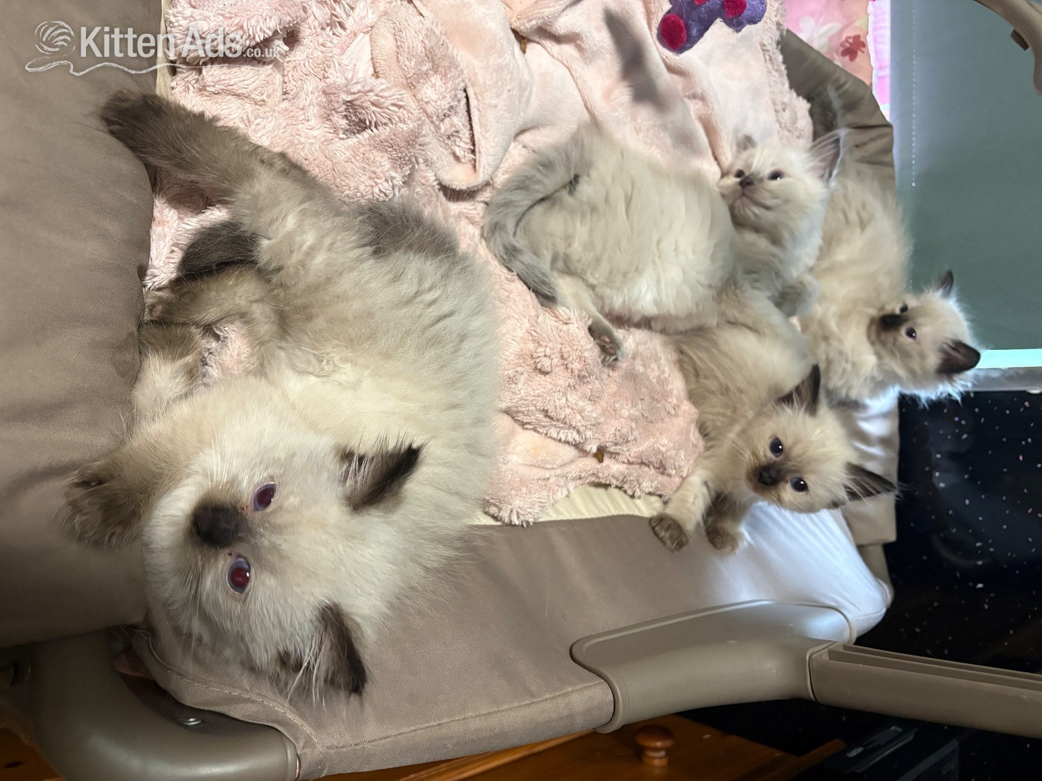 Ragdoll Cats and Kittens