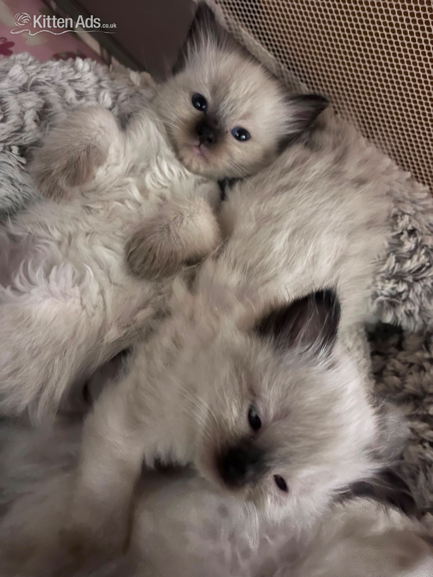 Ragdoll - Beautiful ragdoll kittens ready now